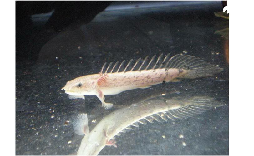 九角龍魚圖片欣賞