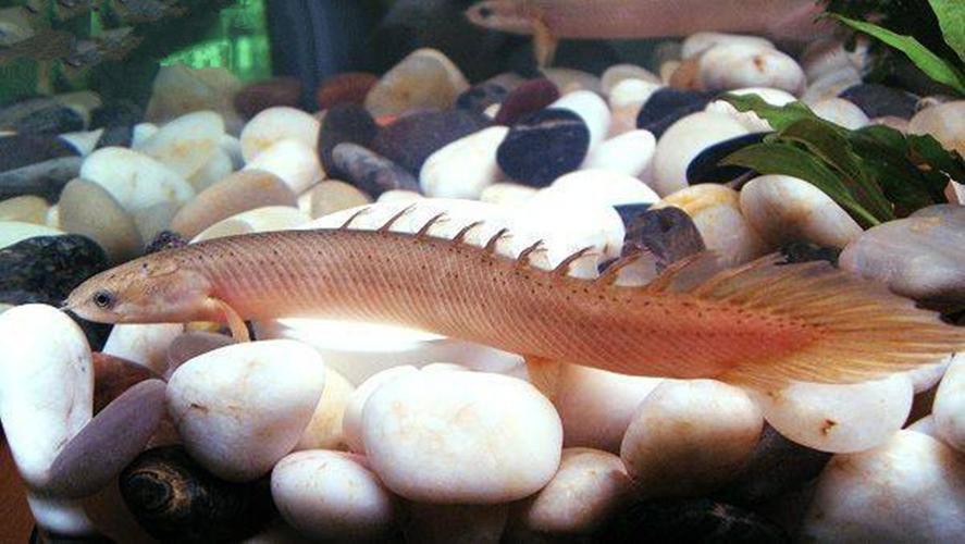 九角龍魚圖片欣賞