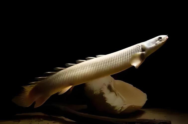 九角龍魚圖片欣賞
