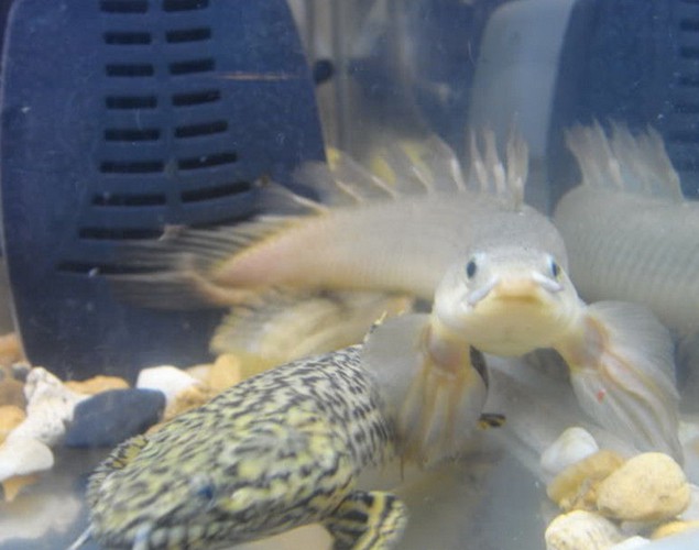 九角龍魚圖片欣賞