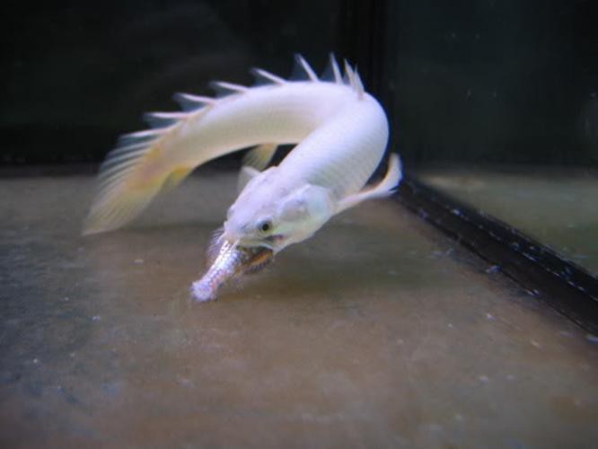 九角龍魚圖片欣賞