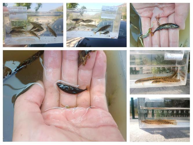 九角龍魚圖片欣賞