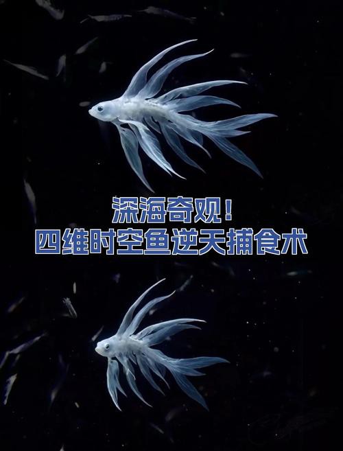 九角龍魚圖片欣賞