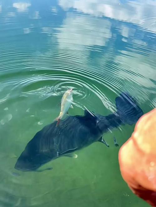 九角龍魚圖片欣賞