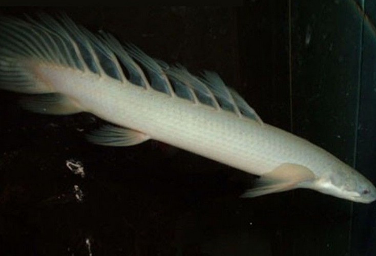 九角龍魚圖片欣賞