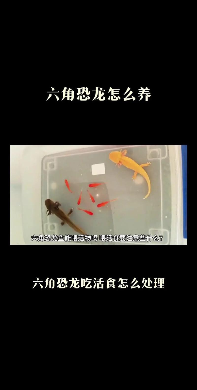 九角龍魚圖片欣賞