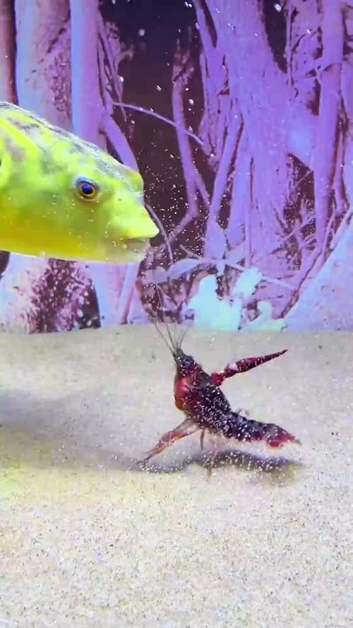 九角龍魚圖片欣賞