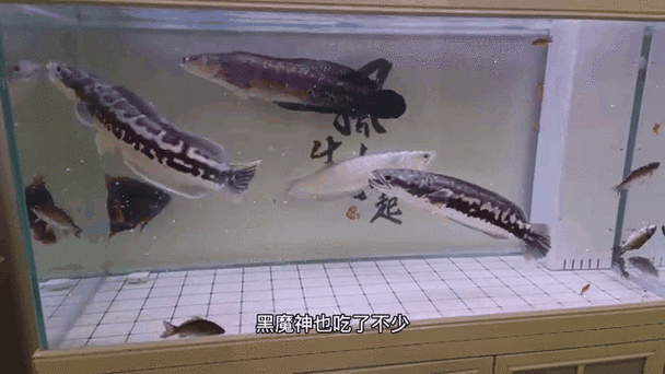 九角龍魚圖片欣賞