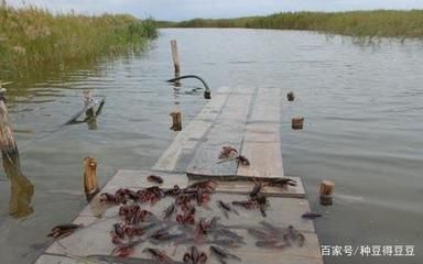 喂養紅龍魚的蝦，如何消毒殺菌：喂養紅龍魚的蝦在喂食前需要進行消毒殺菌處理以下幾種常見的消毒殺菌方法
