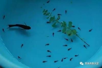 喂養紅龍魚的蝦，如何消毒殺菌：喂養紅龍魚的蝦在喂食前需要進行消毒殺菌處理以下幾種常見的消毒殺菌方法