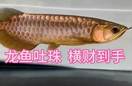 龍魚的由來（龍魚的由來和飼養歷史）