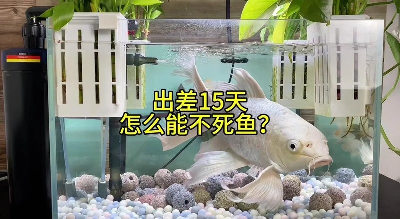 龍魚停食期間如何保持水質(zhì)穩(wěn)定？ 龍魚停食期間如何保持水質(zhì)穩(wěn)定？ 龍魚百科 第11張