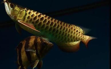 龍魚(yú)快速閉合嘴巴并發(fā)白的原因是由多種因素引起的：龍魚(yú)快速閉合嘴巴發(fā)白是什么原因