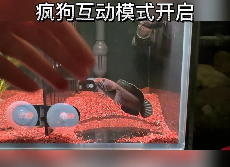 龍魚趴缸多久能好起來