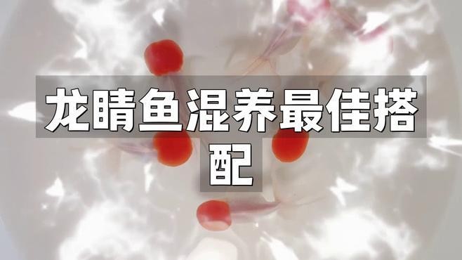 龍睛魚和哪些魚混養會有沖突？ 龍睛魚和哪些魚混養會有沖突？ 龍魚百科 第2張