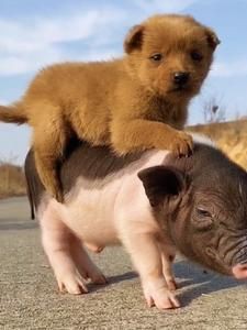 錦鯉掉鱗還能長出來嗎