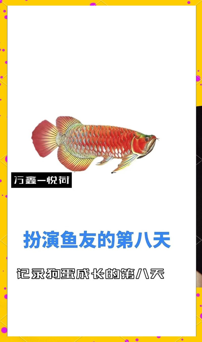 哪些因素會影響過背金龍魚的珠鱗亮度？