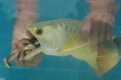 龍魚幼崽大概多少錢一條啊：購買龍魚幼崽的正規渠道有哪些