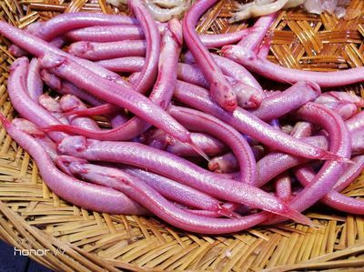 潮汕的龍魚（潮汕識魚大全|這么多魚和海鮮，你都認得清嗎？）