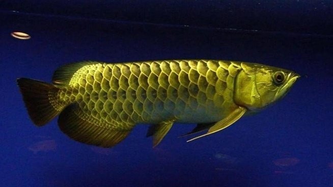 黑色的金龍魚叫什么