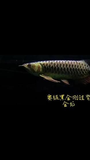 黑色的金龍魚叫什么