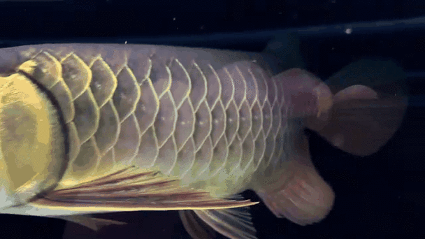 黑色的金龍魚叫什么