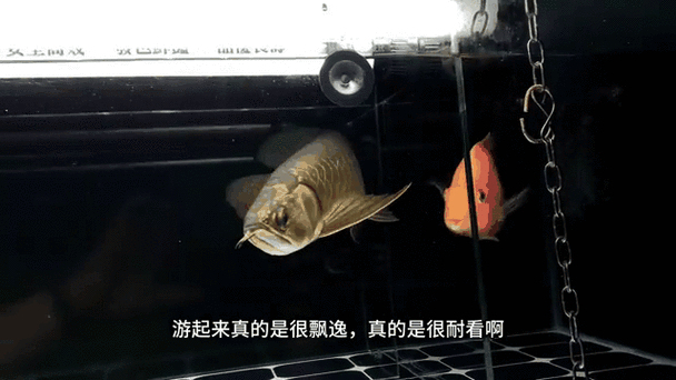 黑色的金龍魚叫什么