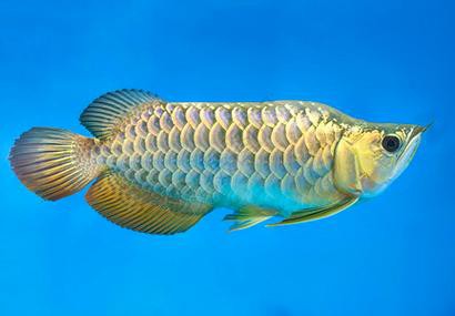 金龍魚魚缸背景圖片大全超清高清