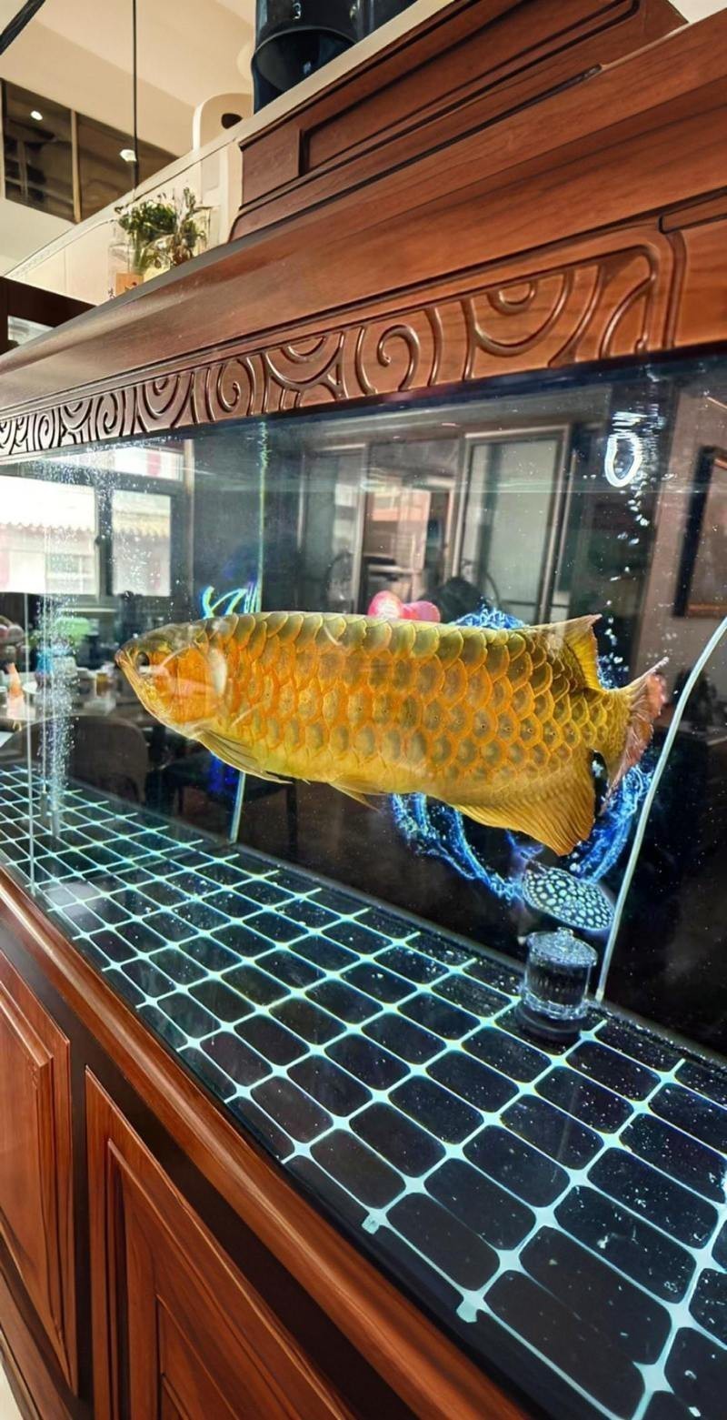 金龍魚魚缸背景圖片大全超清高清