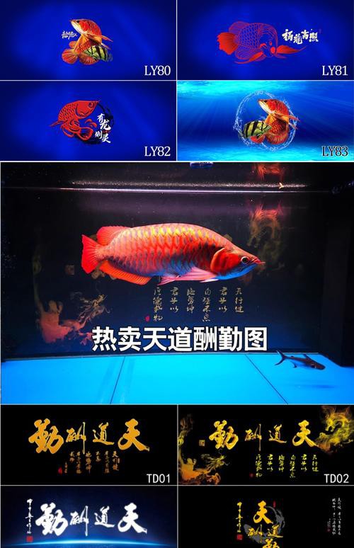 金龍魚魚缸背景圖片大全超清高清