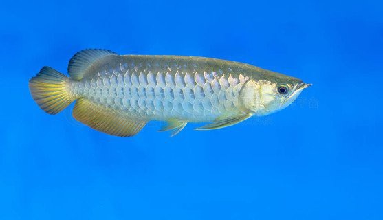 金龍魚魚缸背景圖片大全超清高清