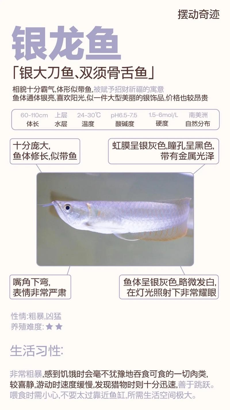 銀龍魚圖片大全大圖真實 銀龍魚圖片大全大圖真實 龍魚百科 第30張