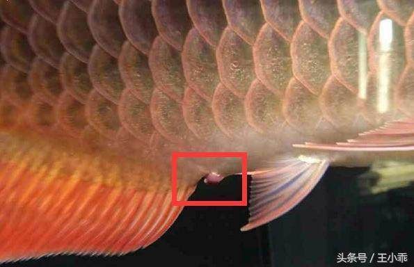 龍魚脫肛能治好嗎：如何判斷龍魚脫肛嚴重程度 龍魚脫肛能治好嗎：如何判斷龍魚脫肛嚴重程度 龍魚百科 第1張