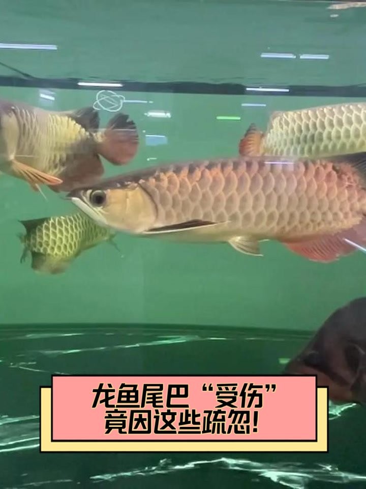 龍魚翹尾巴怎么回事視頻