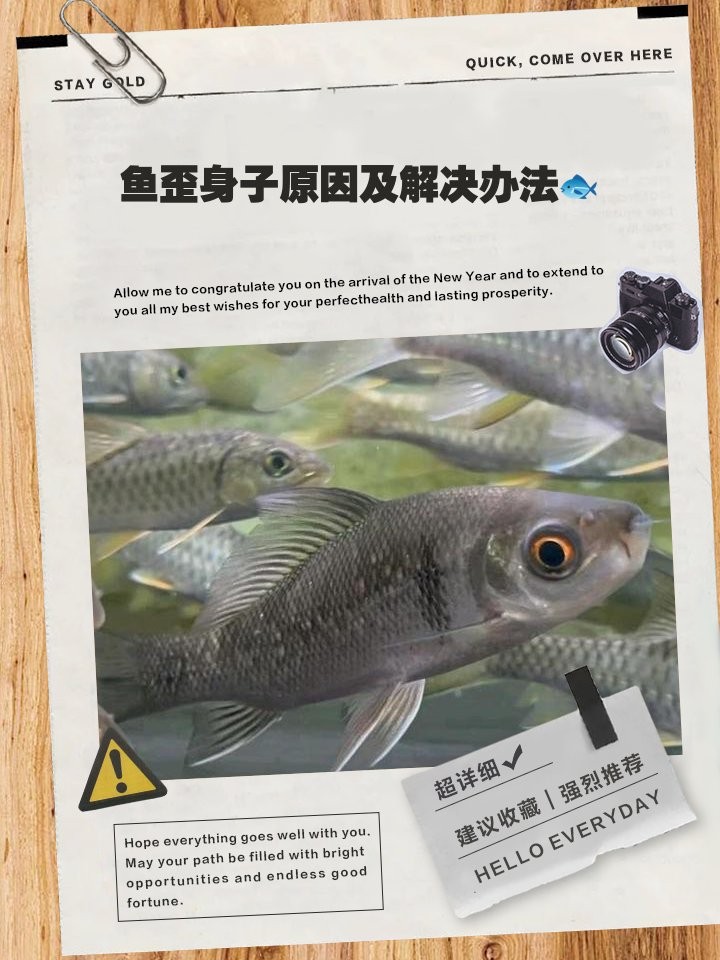 銀龍魚背彎了為什么