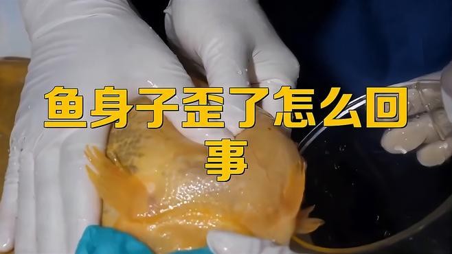 銀龍魚背彎了為什么