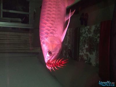 龍魚吃蜈蚣嗎？：龍魚會吃蜈蚣嗎