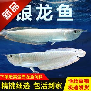 七彩銀龍魚(yú)白子銀龍是是不是七彩（七彩銀龍魚(yú)與普通銀龍的區(qū)別）