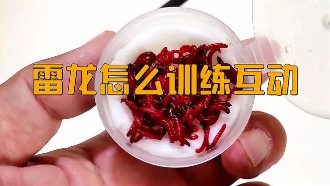 如何訓練雷龍魚認主？