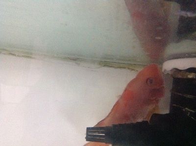 龍魚鱗上面有小白點嗎：龍魚鱗片上出現小白點可能是由多種原因引起