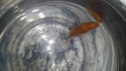 龍魚鱗上面有小白點嗎：龍魚鱗片上出現小白點可能是由多種原因引起
