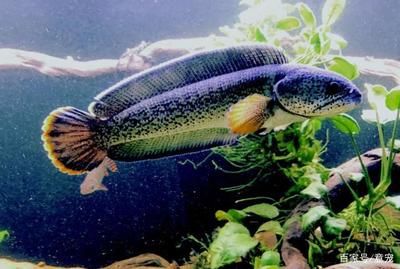 奶茶雷龍魚飼養方法：奶茶雷龍魚的飼養方式