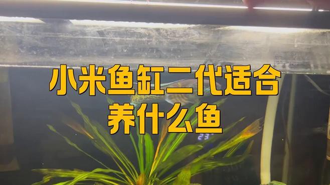 小米2代魚缸適合哪些魚類？