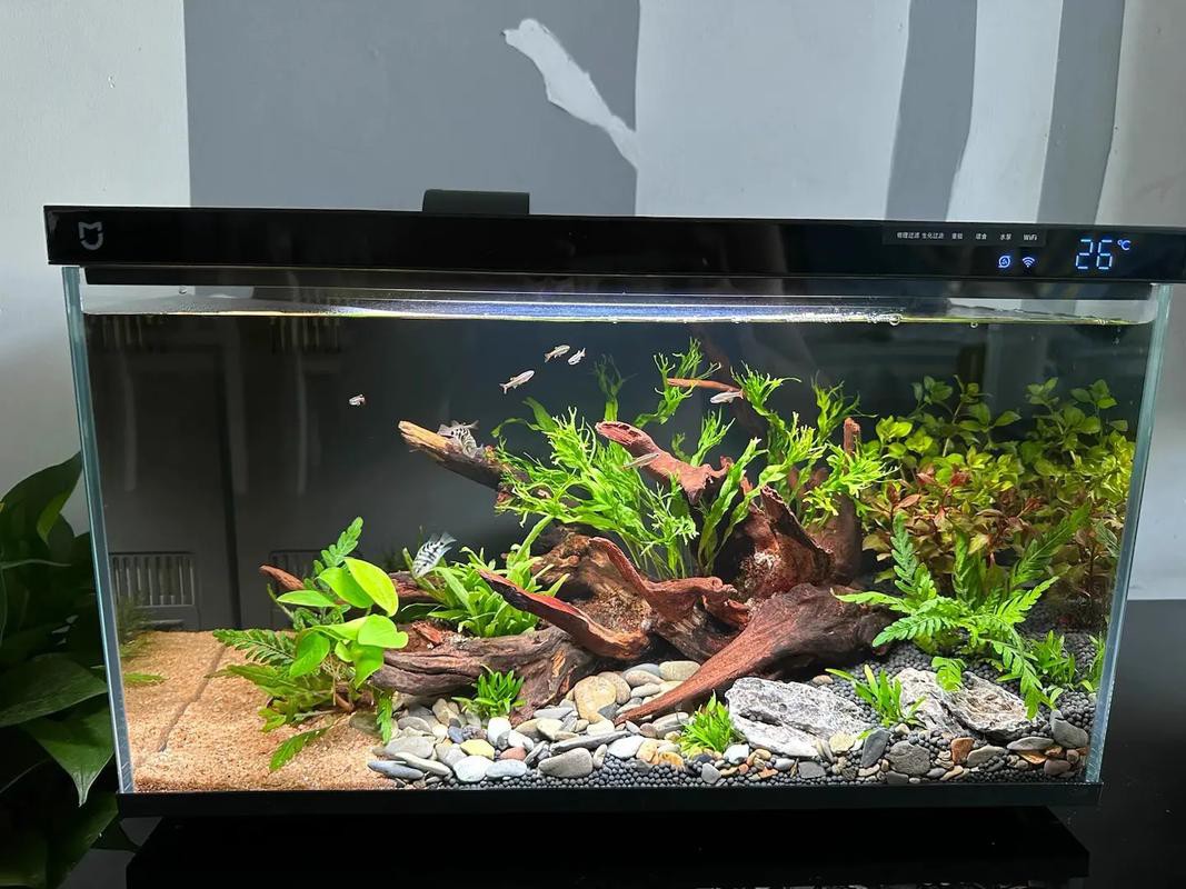 小米2代魚缸適合哪些魚類？