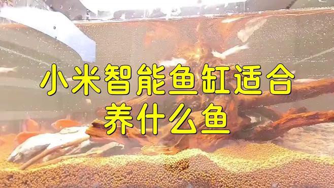 小米2代魚缸適合哪些魚類？