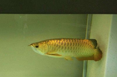 龍魚ph怎么升高一點【龍魚適合的水質ph值范圍】