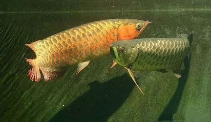 龍魚ph怎么升高一點【龍魚適合的水質ph值范圍】