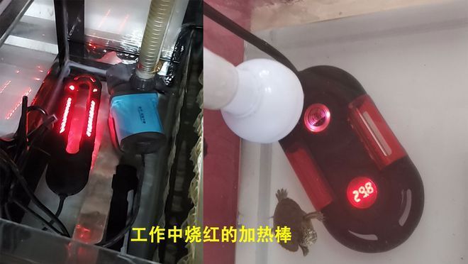紅黑色金龍魚（紅黑色金龍魚并不是一個標準的金龍魚品種鑒別方法）