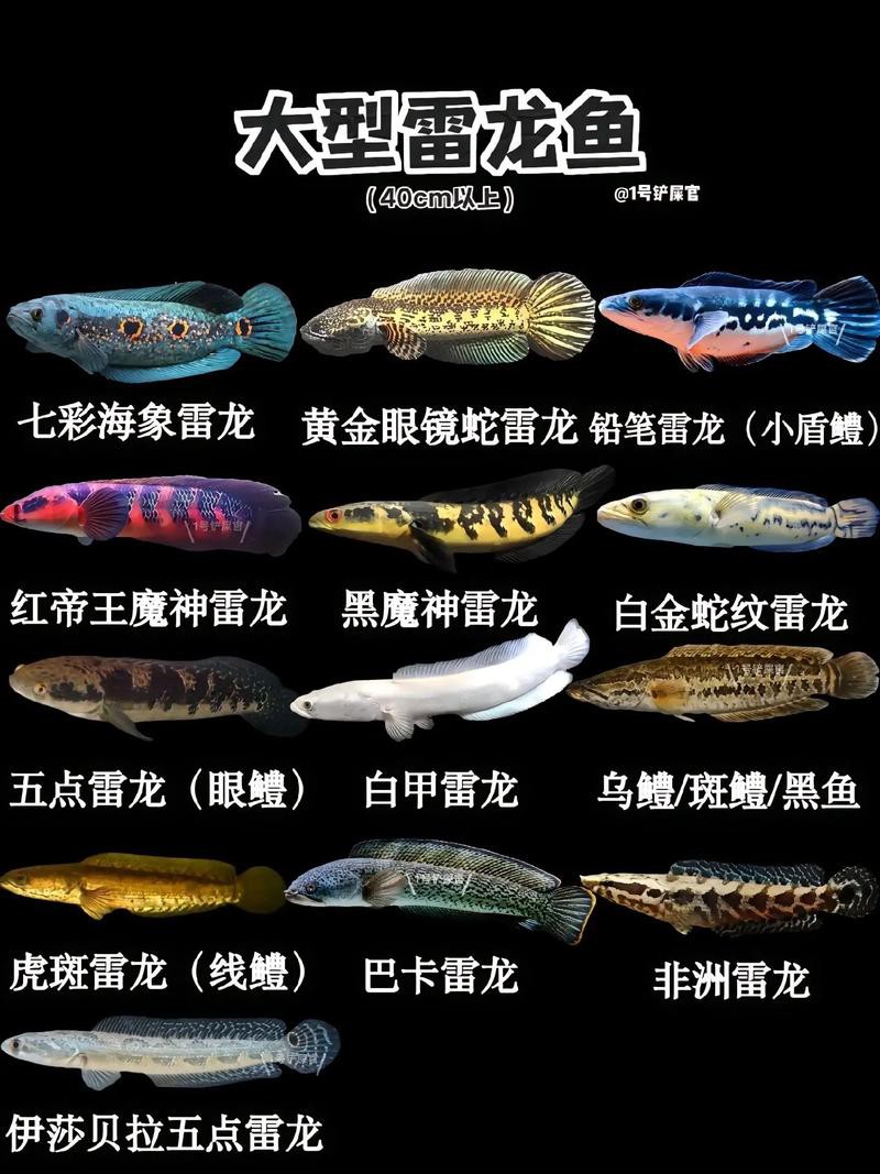 找到龍魚的圖片和視頻
