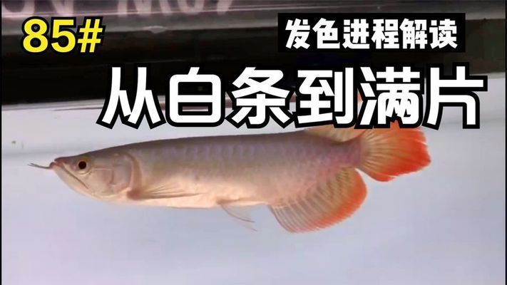 龍魚發色順序表最新：龍魚發色影響因素
